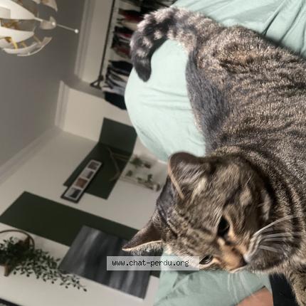 Photo 1/1 Minnie Chat perdu à Saint sauveur