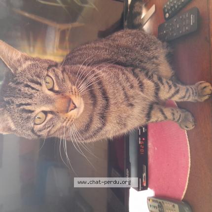 Photo 1/1 Chat retrouvé Perdu à Premery