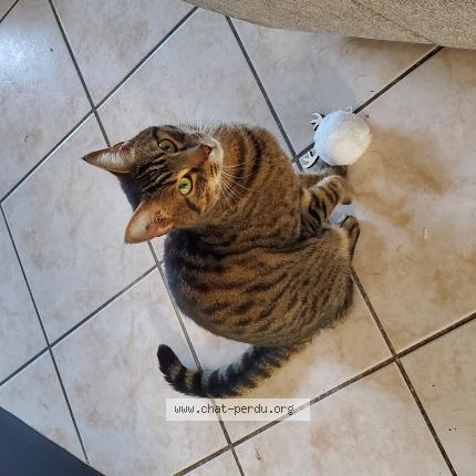 Photo de chat perdu à La Roche Foulques