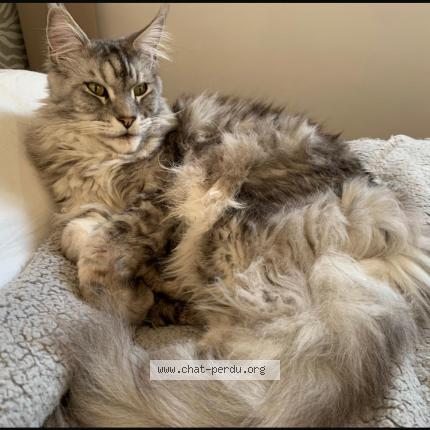 Photo de chat perdu à St Cloud