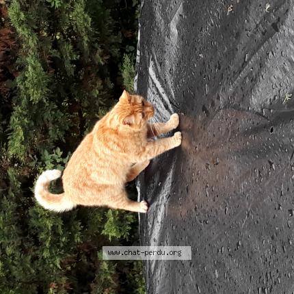 Photo 1/1 Sybra Chat perdu à Maine de boixe