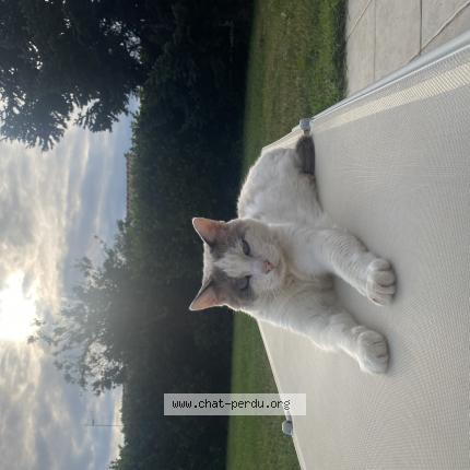 Photo de chat perdu à Colomiers