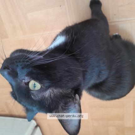 Photo 1/1 Chat retrouvé Perdu à Nanterre