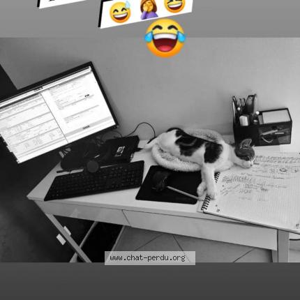 Photo 1/1 Artemis Chat perdu à Pamfou