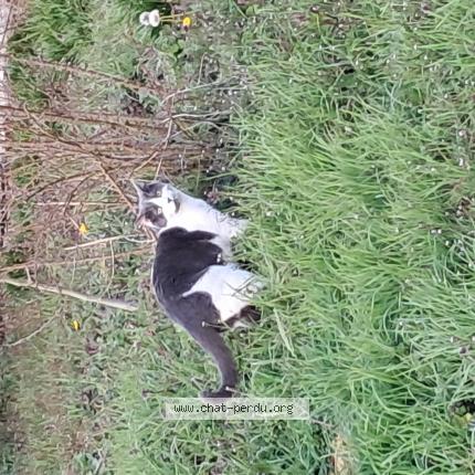 Photo de chat perdu à Auxerre