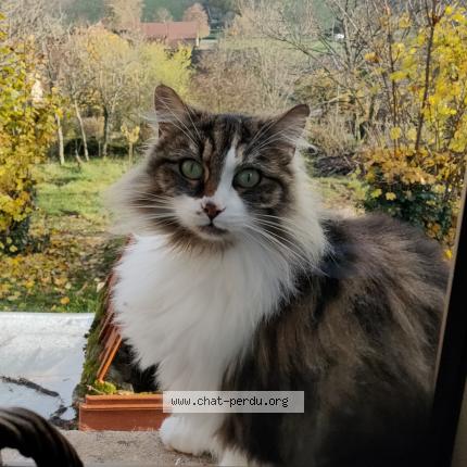 Photo de chat perdu à Royer