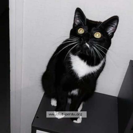 Photo 1/1 Thimon Chat perdu à Ancourt