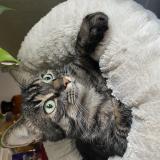 Photo de chat perdu à Ferney Voltaire