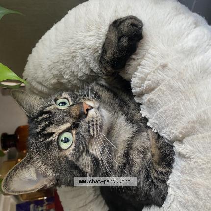 Photo 1/1 Chat retrouvé Perdu à Ferney voltaire