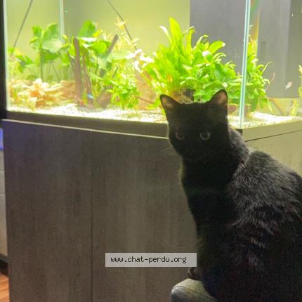 Photo 1/1 Uno Chat perdu à Oissel