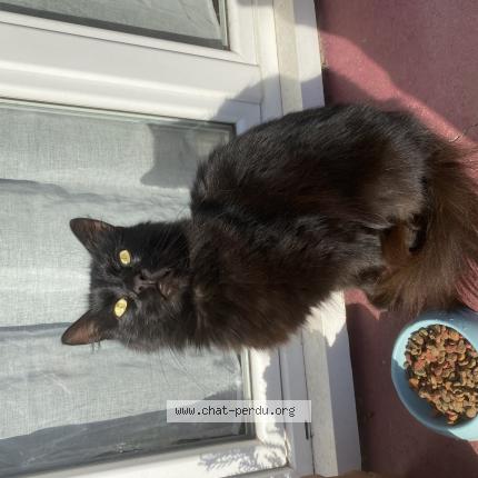 Photo 1/1 Aery Chat perdu à Thil manneville