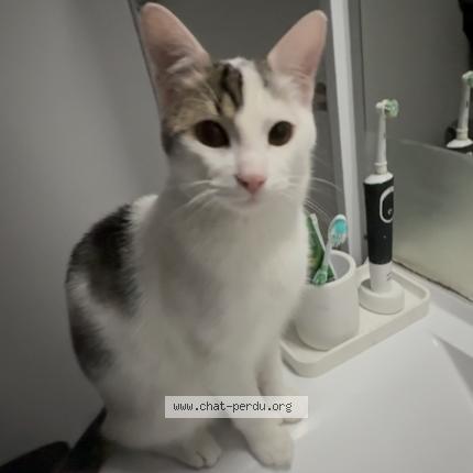 Photo de chat perdu à Rillieux La Pape