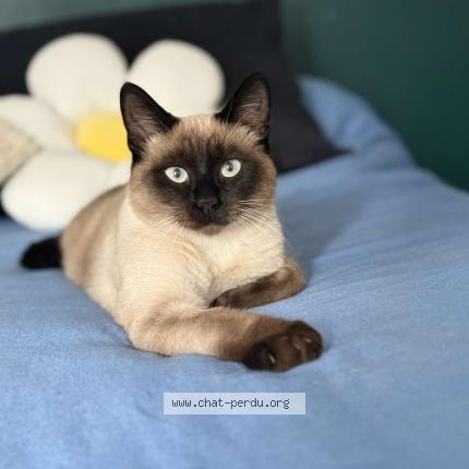 Photo 1/1 Litkat Chat perdu à Cherbourg octeville