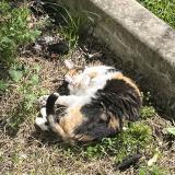 Photo de chat perdu à Sydney