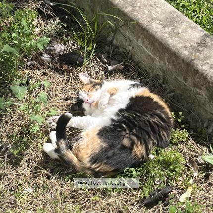 Photo 1/1 Small Chat perdu à Sydney