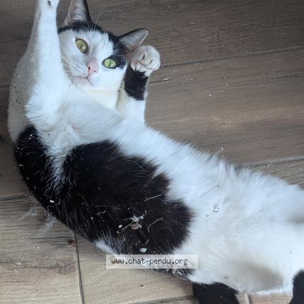 Photo de chat perdu à Strasbourg
