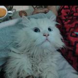 Photo de chat perdu à Lucknow