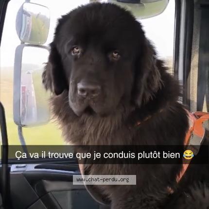 Photo de chat perdu à Chateaudun