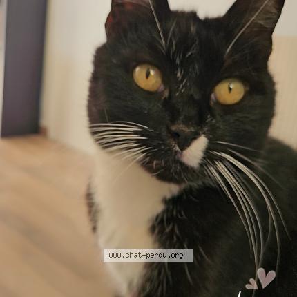 Photo de chat perdu à Lezoux
