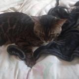 Photo de chat perdu à Vaux En Bugey