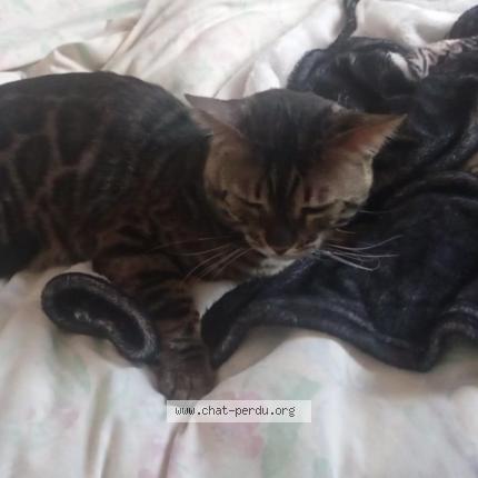 Photo 1/1 Chat retrouvé Perdu à Vaux en bugey