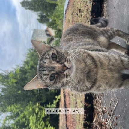 Photo de chat perdu à Aulnay Sous Bois