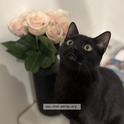 Photo de chat perdu à Les Pont De Ce