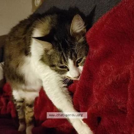 Photo de chat perdu à Cognac