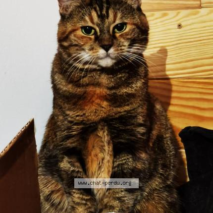 Photo de chat perdu à Douai