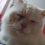 Photo de chat perdu à Burewala