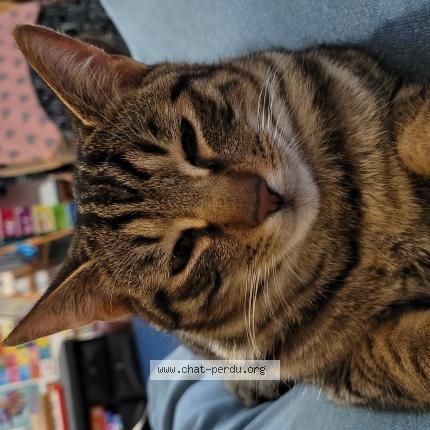 Photo de chat perdu à La Roquebrussanne