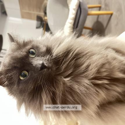 Photo 1/1 Oggy Chat perdu à Champigny sur marne