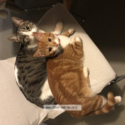 Photo de chat perdu à Lencloitre