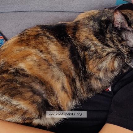 Photo 1/1 Soquette Chat perdu à Pleugueneuc