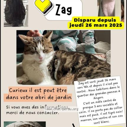 Photo 1/1 Chat retrouvé Perdu à Angers