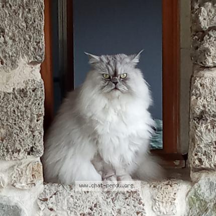 Photo 1/1 Touss Chat perdu à Teche