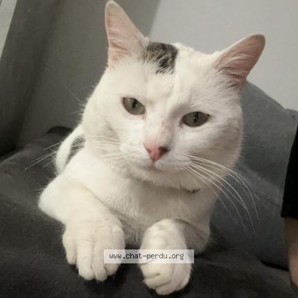 Photo de chat perdu à Escalquens