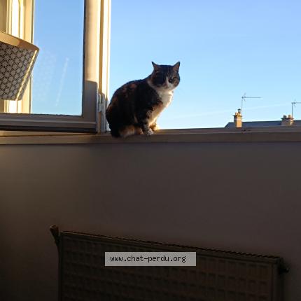 Photo 1/1 Chat retrouvé Perdu à Saint Herblain