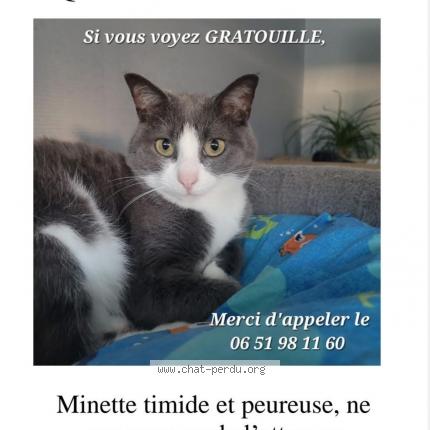 Photo de chat perdu à Longvic