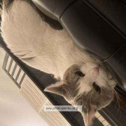 Photo 1/1 Chat retrouvé Trouvé à Toulouse