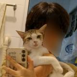 Photo de chat perdu à Singapore