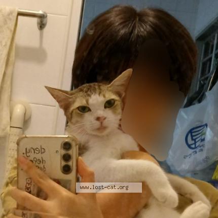 Photo 1/1 peanut Chat perdu à Singapore