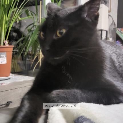 Photo de chat perdu à Bruay Sur L Escaut