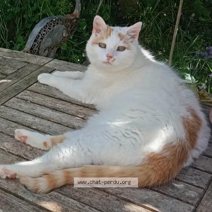 Photo 1/1 BOUBI Chat perdu à Seligne