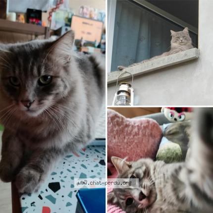 Photo de chat perdu à Le Lonzac