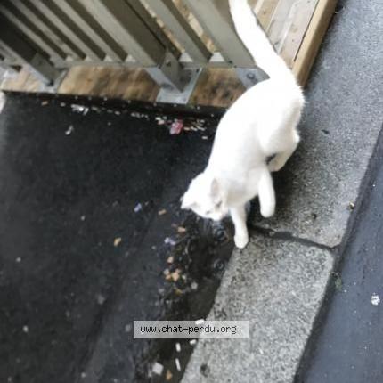Photo 1/1 Chat trouvé Trouvé à Paris