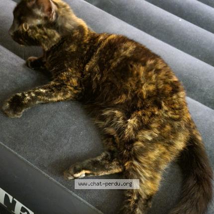 Photo 1/1 CREVETTE Chat perdu à Villeparisis