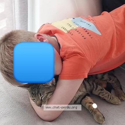 Photo 1/1 Kiwi Chat perdu à Richelle