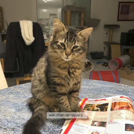 Photo 1/1 Chat retrouvé Perdu à Les Auxons