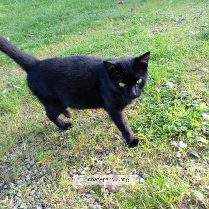 Photo 1/1 Comète Chat perdu à Taule